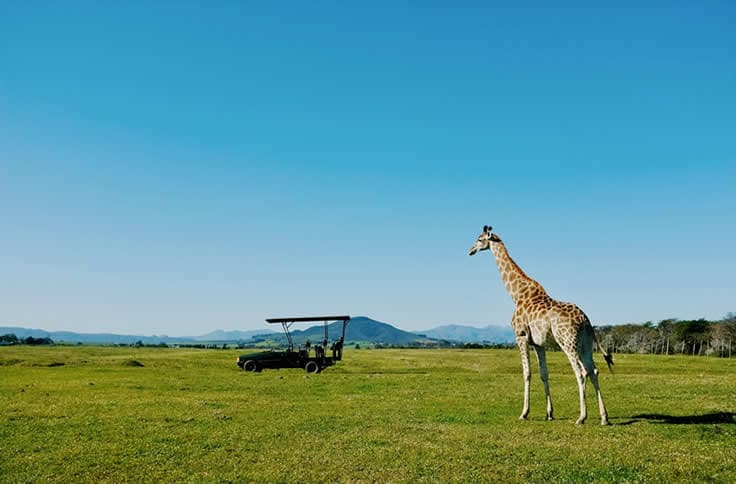 Game Drives